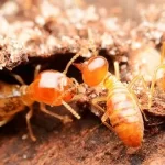 Termite Control Carlsbad