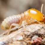Termite Control Escondido