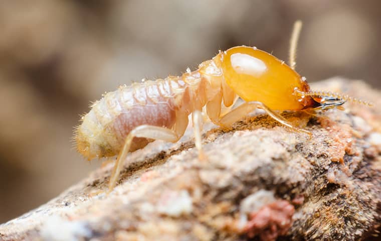Termite Control Escondido