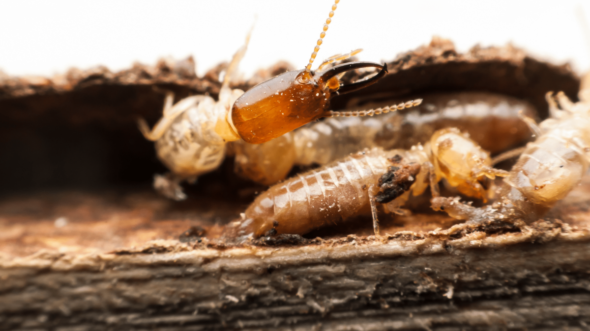 Termite Control Poway