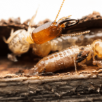 Termite Control Poway