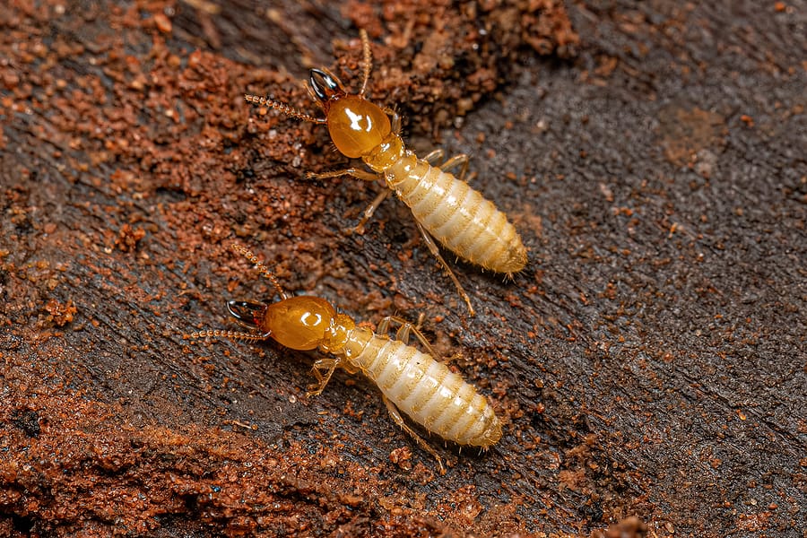 Termite Control San Marcos