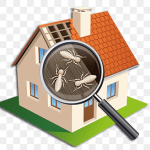 Termite Inspection Oceanside