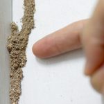 Termite Inspection Poway
