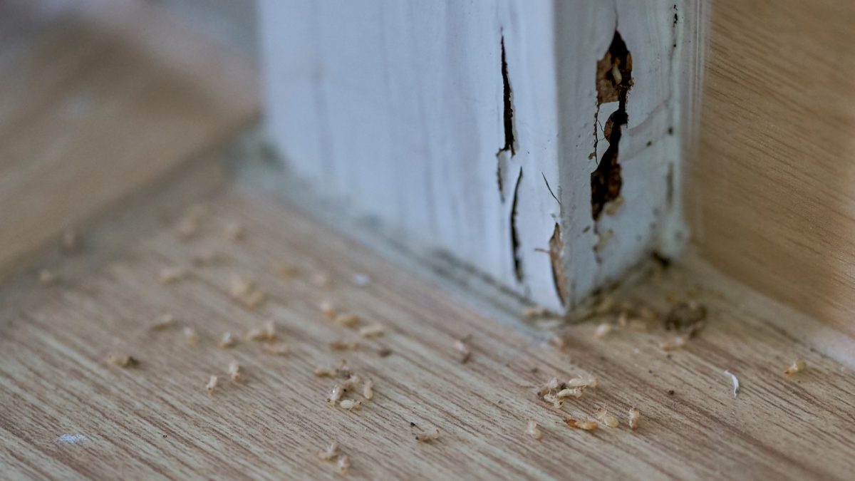 Termite Inspection San Marcos
