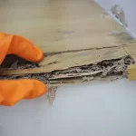 Termite Inspection Vista
