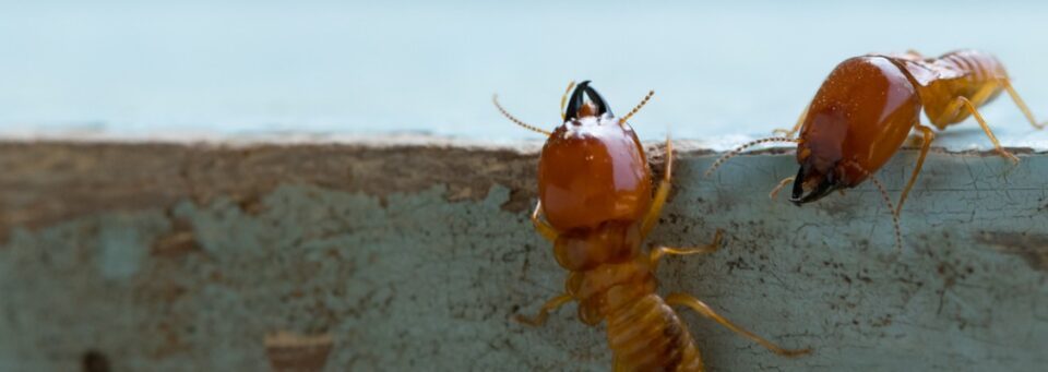Termite Pest Control Encinitas