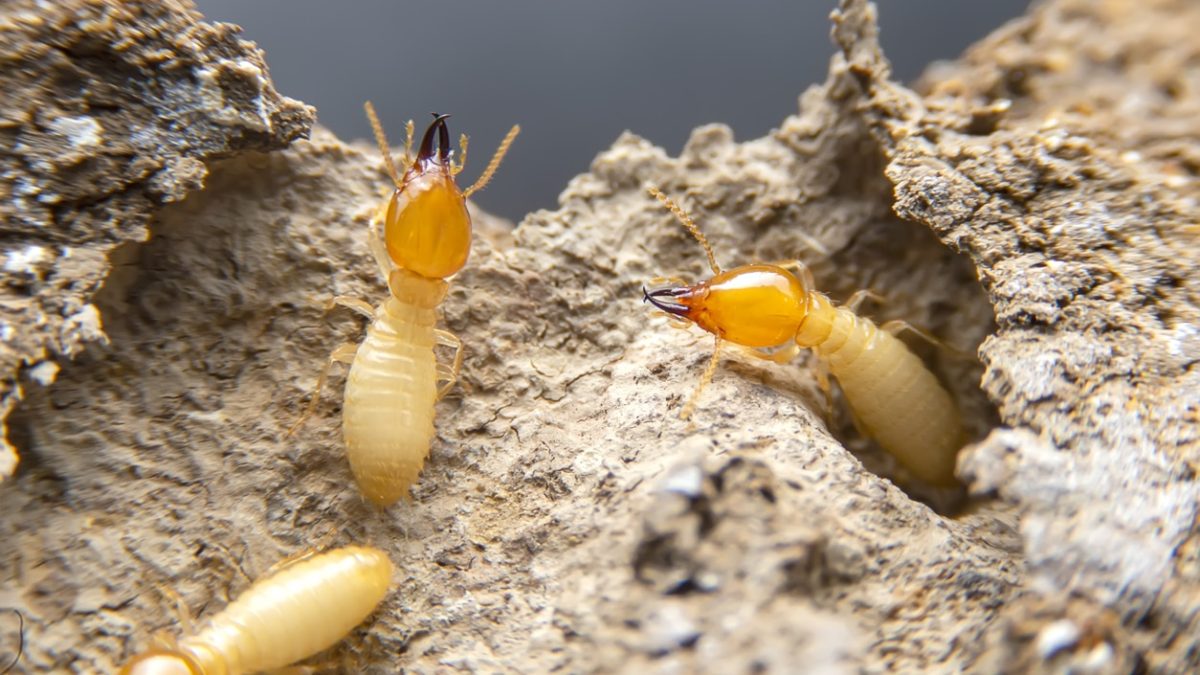 Termite Pest Control Escondido