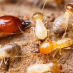 Termite Pest Control Poway