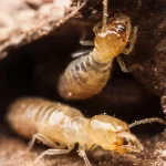 Termite Pest Control San Marcos