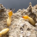 Termite Treatment Cost Encinitas