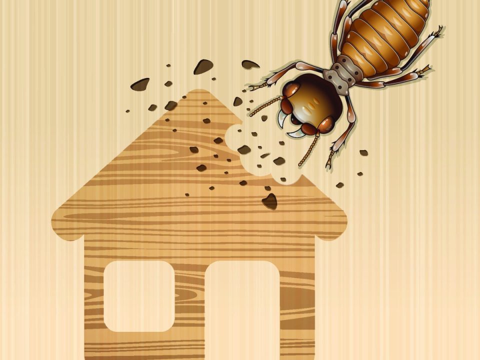 Termite Treatment Cost Escondido