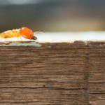 Termite Treatment Cost Poway