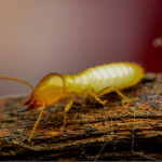 Termite Treatment Escondido