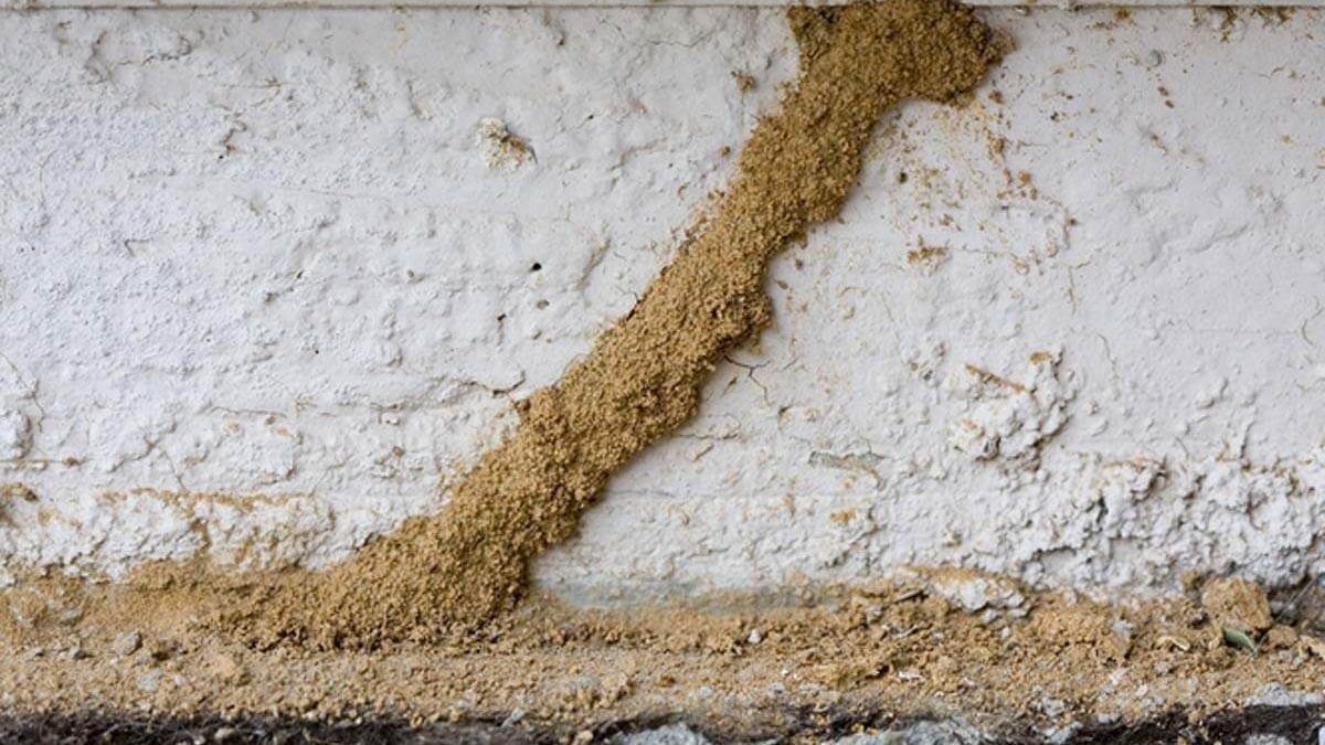 Termite Treatment San Marcos Hume Termite