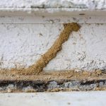 Termite Treatment San Marcos