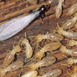 Termites Carlsbad