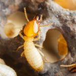 Termites Escondido