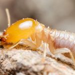 Termites Oceanside