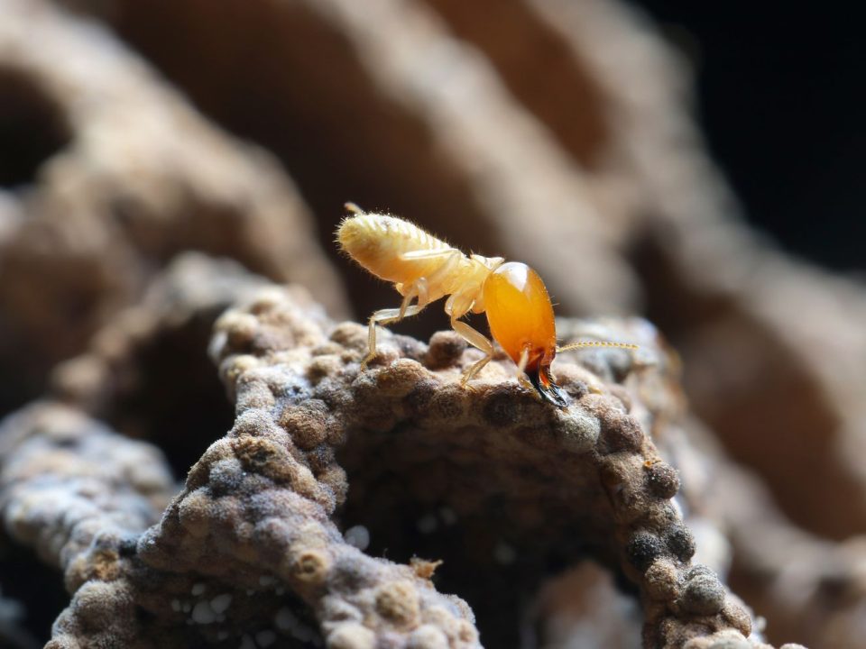 Termites Poway