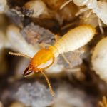 Termites San Marcos