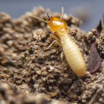 Oceanside Termite Control Cost