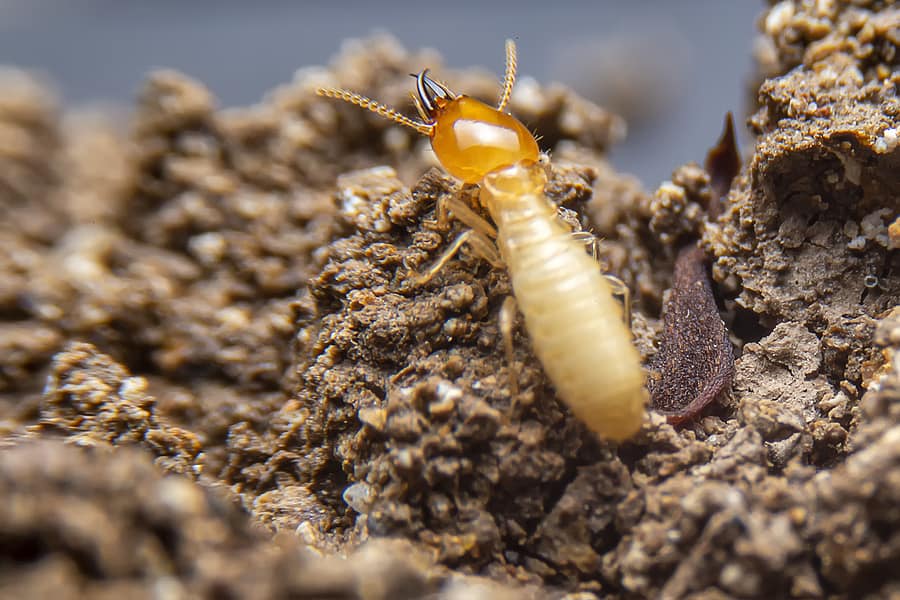 Oceanside Termite Control Cost