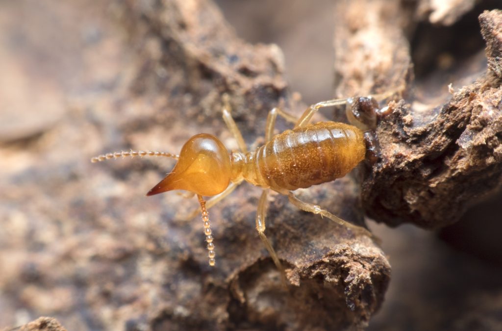 Termite Control Oceanside