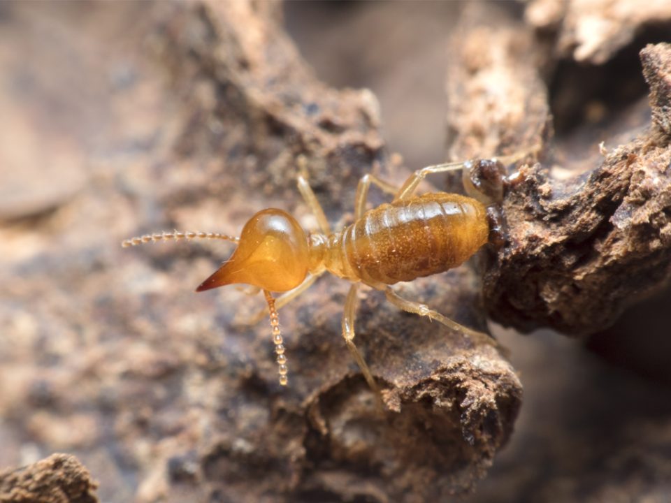 Termite Control Oceanside