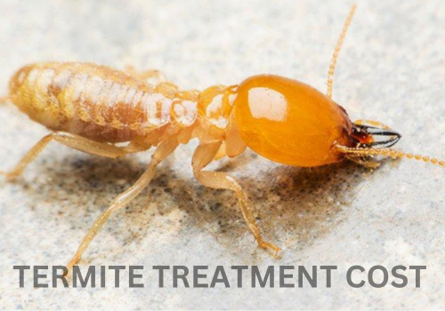 Termite Treatment Cost Oceanside