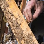 Termite Inspection San Marcos