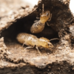 Termite Pest Control Del Mar