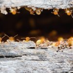 Termite Treatment Carlsbad