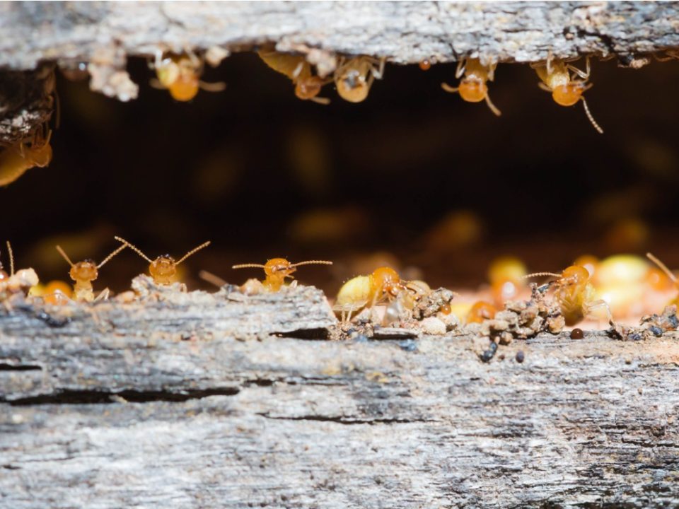 Termite Treatment Carlsbad