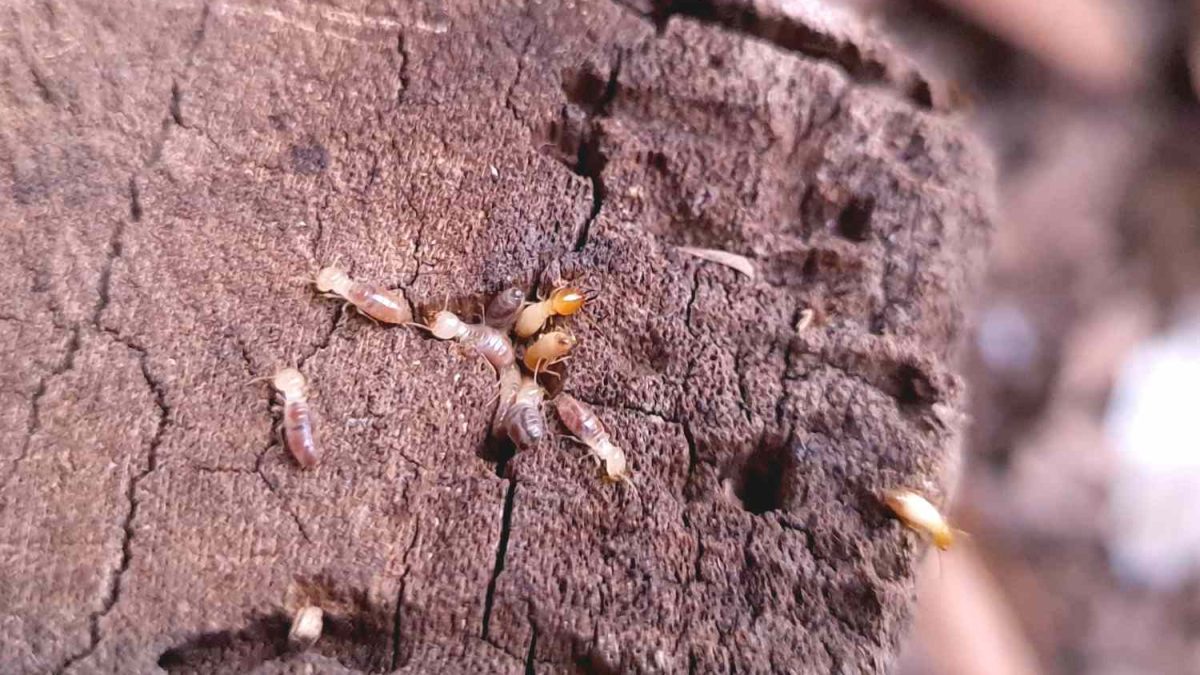 Termites Mission Beach