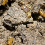 Termites Pacific Beach