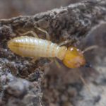 Termites Rancho Santa Fe