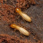 Termite Pest Control Mission Beach