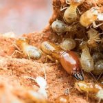 Termite Pest Control Pacific Beach