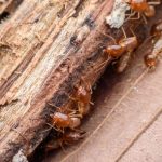 Termite Pest Control Rancho Santa Fe