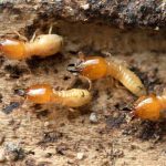 Termite Treatment Cost Del Mar