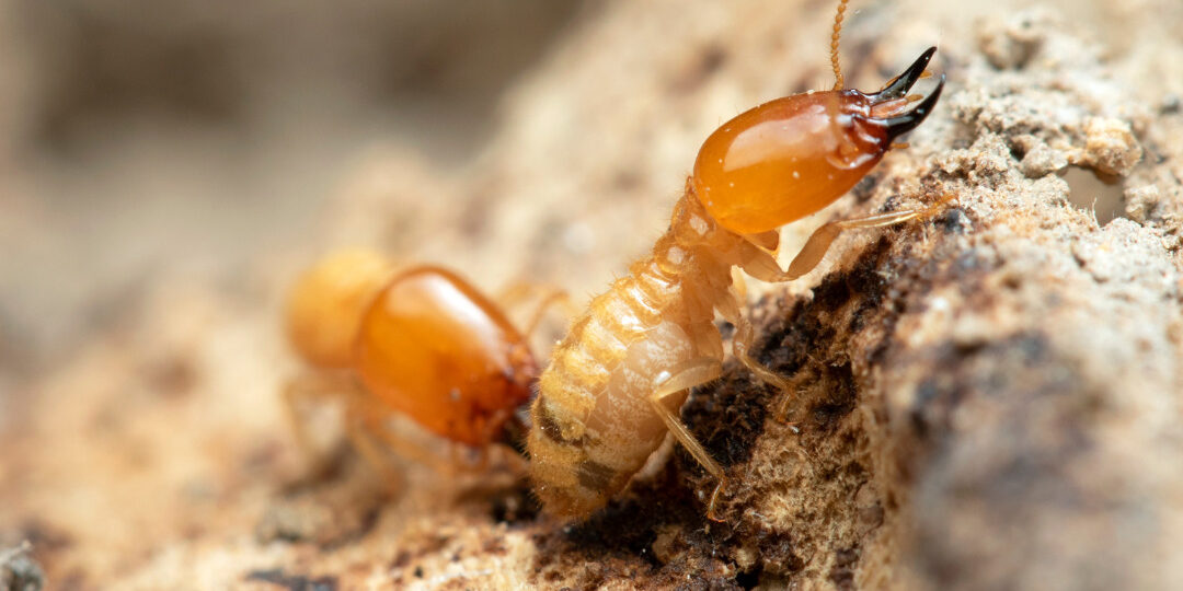 Termite Treatment Solana Beach