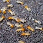 Termites La Jolla