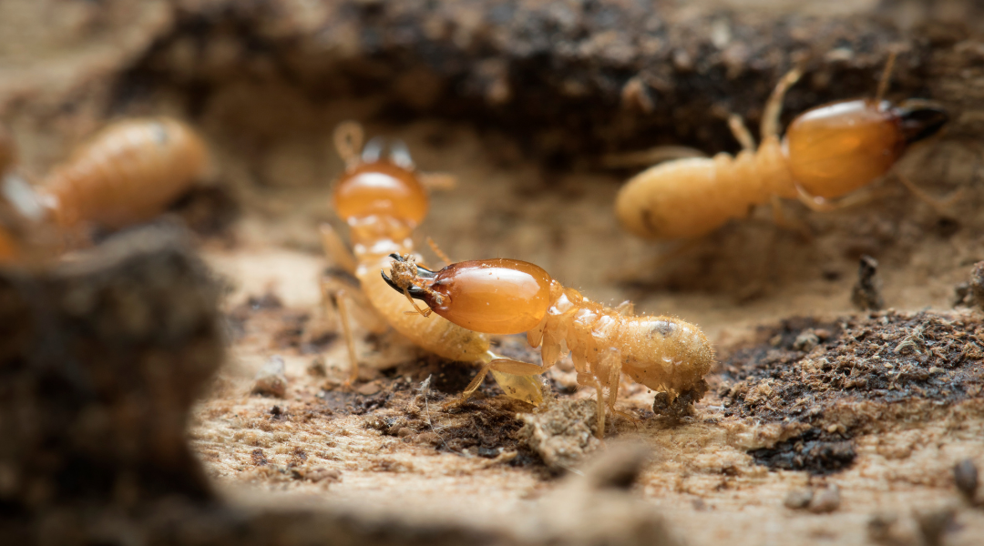 Termites La Jolla