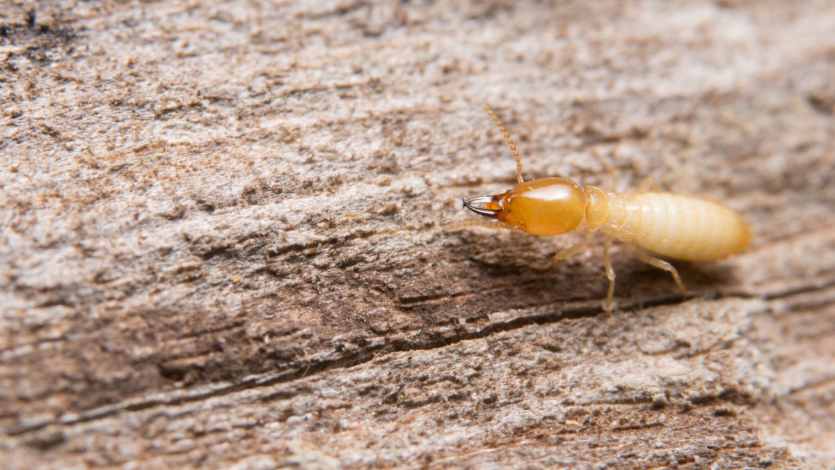 Termites Rancho Santa Fe