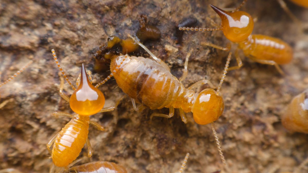 Termite Control Rancho Santa Fe