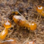 Termite Control Rancho Santa Fe
