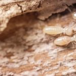 Termite Pest Control Carlsbad