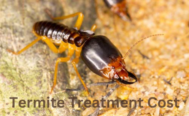 Termite Treatment Cost Solana Beach