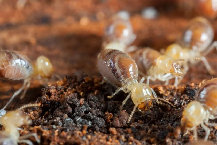 Termites Carlsbad